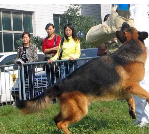 <strong>建议对伤人犬只饲养者追刑责</strong>