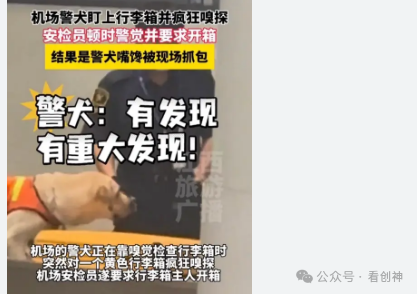 警犬盯上行李箱疯狂嗅探 结果是馋了来回嗅了嗅，还轻轻摇着尾巴，仿佛在说：“这行李箱肯定有问题。”