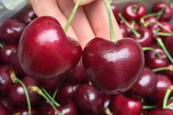 <strong>终于把车厘子和樱桃搞明白了</strong>